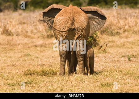 Elefante africano (Loxodonta africana) - due elefanti, madre e del polpaccio, pendente, vista posteriore - Tsavo Est, Kenya, Africa orientale Foto Stock