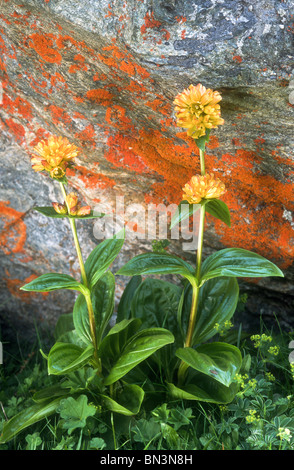 Avvistato genziana, Gentiana punctata, il Parco Nazionale del Gran Paradiso, Italia Foto Stock
