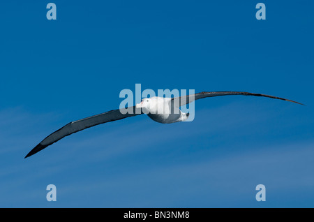 Un chiedendo Albatross, Diomedea exulans, volare, Antartide Foto Stock