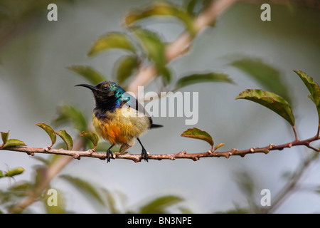 La variabile Sunbird, Cinnyris venustus, Uganda, Africa orientale, Africa Foto Stock