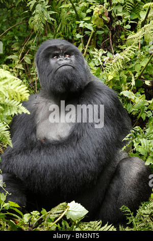 Gorilla di Montagna, Gorilla gorilla beringei, Virunga Nationalpark, Africa orientale, Africa Foto Stock