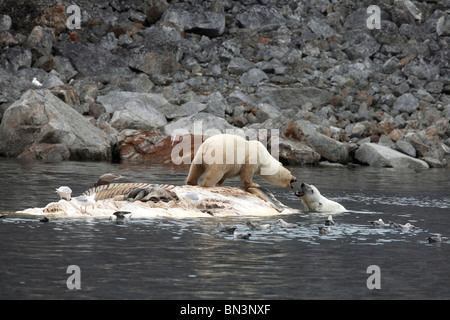 Orso polare, Ursus maritimus e glaucous gull, Larus hyperboreus, sui morti balenottera comune, Spitsbergen, Norvegia, Europa Foto Stock
