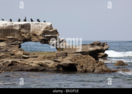 Gli uccelli seduto su una roccia presso la costa di San Diego, California, Stati Uniti d'America Foto Stock