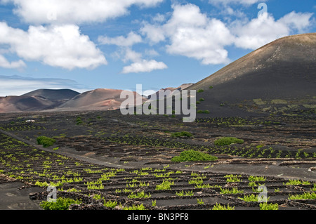 La Geria, Lanzarote, Isole Canarie, Spagna, Europa Foto Stock