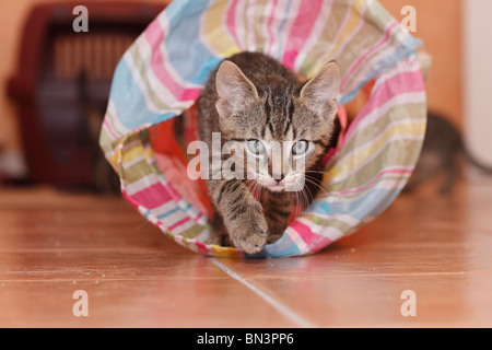 Il gatto domestico, il gatto di casa (Felis silvestris f. catus), 8 settimane vecchio gatto guardando fuori di un foro in un tunnel di riproduzione, Germania Foto Stock