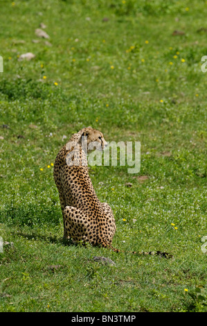 Ghepardo di allerta permanente in erba Foto Stock