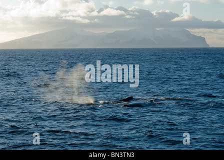 Le megattere, Megaptera novaeangliae, nuoto nei pressi di superficie, l'isola Bouvet Foto Stock