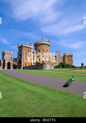 Peacock & da prato alla storica Belvoir Castle maestosa casa & heritage mansion impostato in inglese campagna vicino Grantham LEICESTERSHIRE REGNO UNITO Inghilterra Foto Stock