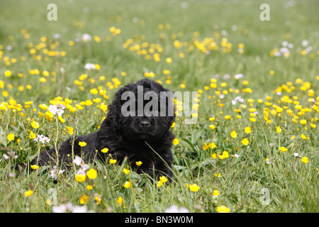 Terranova (Canis lupus f. familiaris), cucciolo lyng in un prato Foto Stock