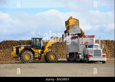 Area di raccolta per i prodotti agricoli raccolti di barbabietole prima della lavorazione a Bad Axe Michigan dalla Pioneer Sugar Company Foto Stock