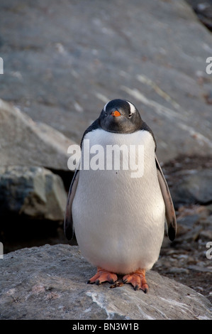 L'Antartide, Penisola antartica. Paradise Harbour (aka Paradise Bay), fat pinguino papua (Pygoscelis papua). Foto Stock