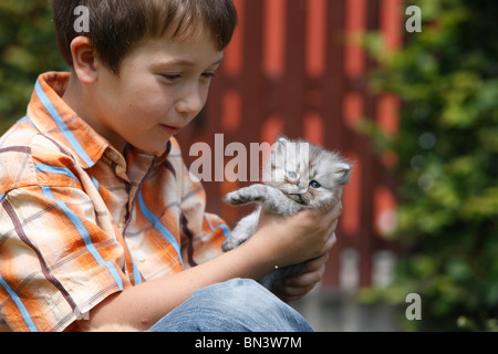 Il gatto domestico, casa gatto persiano (Felis silvestris f. catus), ragazzo con un 4 settimane persiano antico, Germania Foto Stock