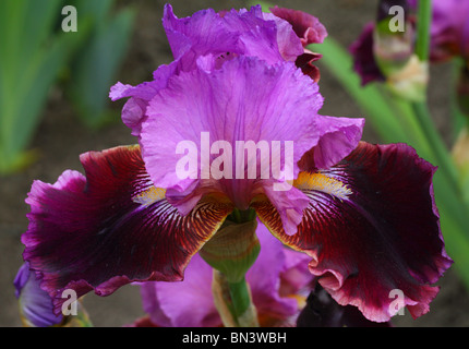 Viola fiore iris close up Foto Stock