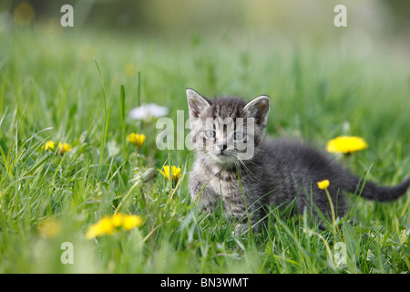 Il gatto domestico, il gatto di casa, European Shorthair (Felis silvestris f. catus), 5 settimane vecchio cucciolo in un prato di tarassaco, Germania Foto Stock
