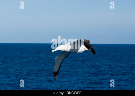 Un chiedendo Albatross, Diomedea exulans, volare, Antartide Foto Stock