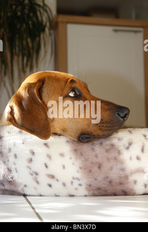 Ridgeback rhodesiano (Canis lupus f. familiaris), 8 mesi cucciolo giacente in un cestello, Germania Foto Stock