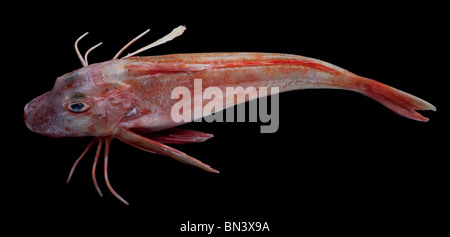 Rosso pesce cappone (Chelidonichthys spinosus) del genere Chelidonichthys Foto Stock