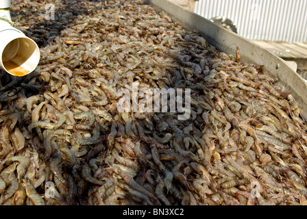 Nastro trasportatore portando appena catturati materie Golfo del Messico gambero rosa mediterraneo Mazzancolla in frutti di mare Hackberry impianto Cameron parrocchia LA Foto Stock