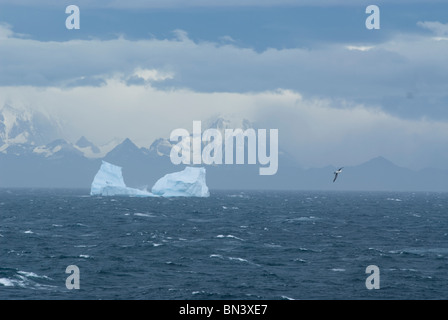 Un chiedendo Albatross, Diomedea exulans, volare, Antartide Foto Stock