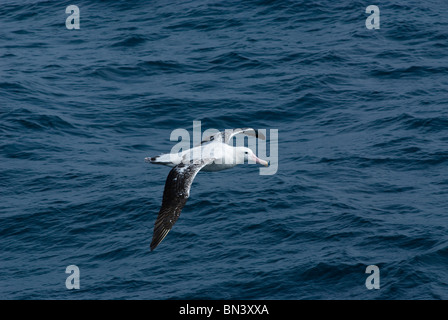 Un chiedendo Albatross, Diomedea exulans, volare, Antartide Foto Stock