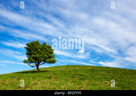Lone Tree sulla cima di una collina nel Buckinghamshire campagna Foto Stock