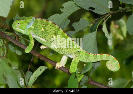 Chiusura del lembo colli, Chameleon Chameleo delepis Foto Stock