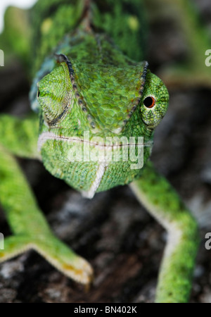 Chiusura del lembo colli, Chameleon Chameleo delepis Foto Stock