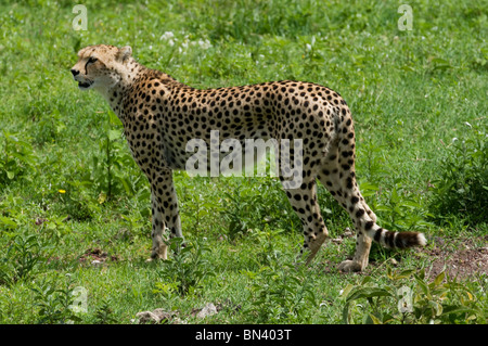 Ghepardo di allerta permanente in erba Foto Stock