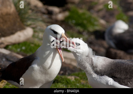 Isole Falkland, West Falkland, Saunders Island. Nero-browed albatross (wild: Thalassarche melanophris) alimentazione Foto Stock