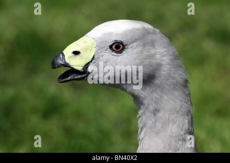 Testa di Cape sterile Goose Cereopsis novaehollandiae prese a Martin mera WWT, LANCASHIRE REGNO UNITO Foto Stock