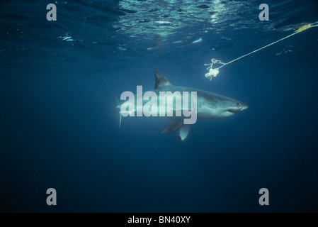 Il grande squalo bianco (Carcharodon carcharias), Dangerous Reef, South Australia - grande insenatura Australiano. Foto Stock