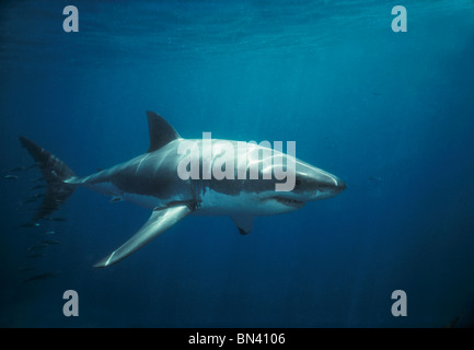 Il grande squalo bianco (Carcharodon carcharias), Dangerous Reef, South Australia - grande insenatura Australiano. Foto Stock