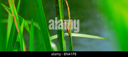 Chaser Four-Spotted Dragonfly (Libellula quadrimaculata) femmina. Kent, Regno Unito, Giugno. Foto Stock
