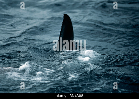 Pinna dorsale del grande squalo bianco (Carcharodon carcharias) rottura della superficie, Dangerous Reef, Sud Australia Foto Stock
