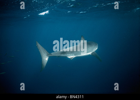 Il grande squalo bianco (Carcharodon carcharias) girando in oceano aperto, Dangerous Reef, South Australia - grande insenatura Australiano. Foto Stock