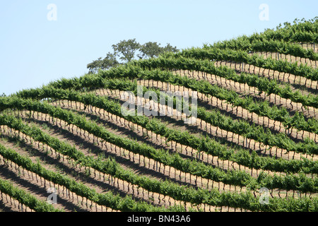 Viste della Paso Robles Regione del Vino Foto Stock