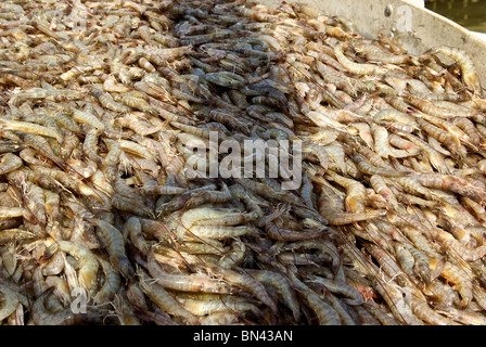 Nastro trasportatore portando appena catturati materie Golfo del Messico gambero rosa mediterraneo Mazzancolla in frutti di mare Hackberry impianto Cameron parrocchia LA Foto Stock