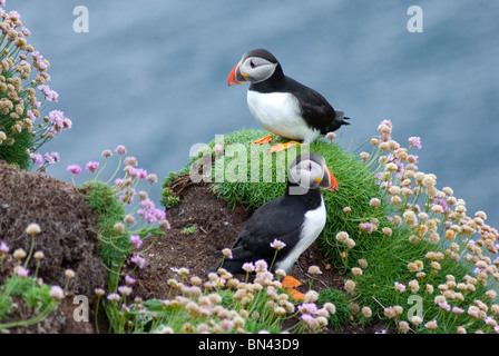 I puffini su Handa Island, Scourie, Sutherland, Scozia Foto Stock