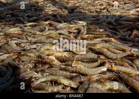 Nastro trasportatore portando appena catturati materie Golfo del Messico gambero rosa mediterraneo Mazzancolla in frutti di mare Hackberry impianto Cameron parrocchia LA Foto Stock