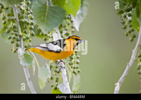 Il Giovenco Rigogolo appollaiate in pioppi neri americani Tree Foto Stock