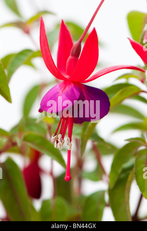 Fuchsia "bruto in fiore Foto Stock