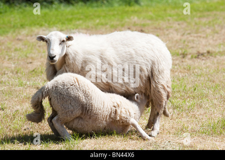 Agnello in alimentazione dalla madre pecore in un campo di erba Foto Stock