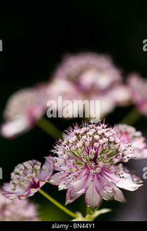Grande Masterwort, Astrantia major, in fiore Foto Stock