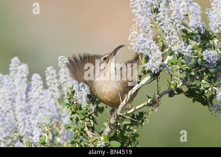 California Thrasher in California lilla Foto Stock