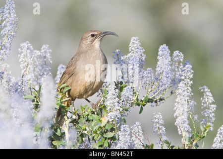 California Thrasher in California lilla Foto Stock