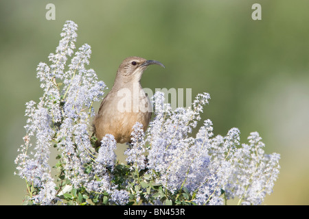 California Thrasher in California lilla Foto Stock