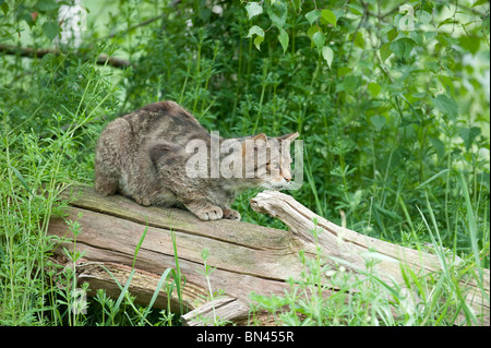 British gatto selvatico, ora trovato solo nel selvaggio in Scozia Foto Stock