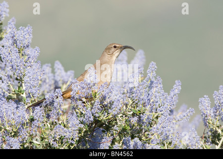 California Thrasher in California lilla Foto Stock