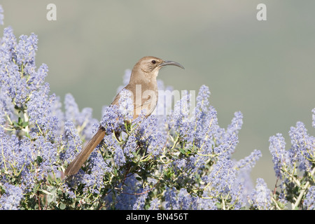 California Thrasher in California lilla Foto Stock