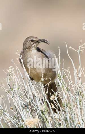 California Thrasher è Salvia Bush Foto Stock